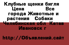 Клубные щенки бигля › Цена ­ 30 000 - Все города Животные и растения » Собаки   . Челябинская обл.,Катав-Ивановск г.